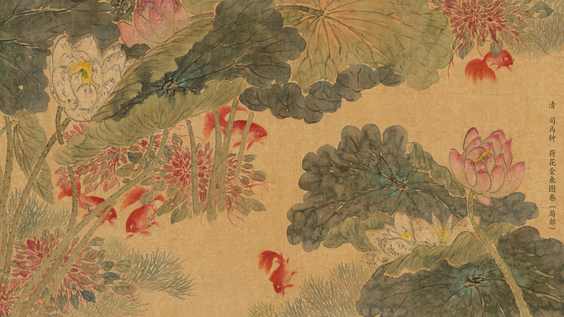 清 司马钟《荷花金鱼图卷》