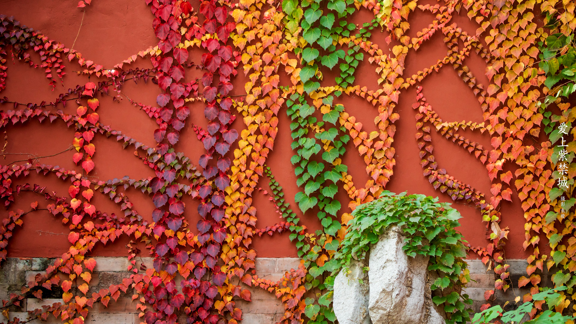 爱上紫禁城-爬山虎