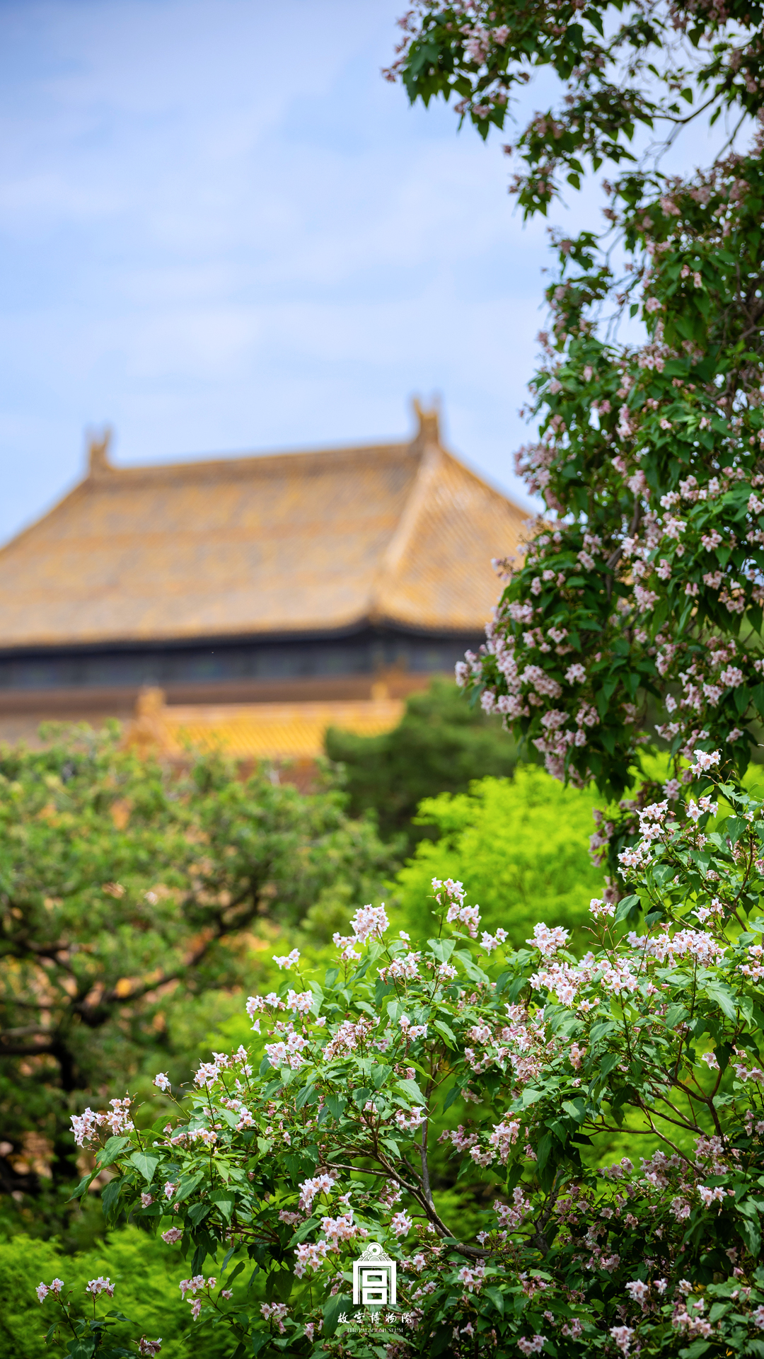 2022年5月3日微博-楸树 - 故宫博物院 - 故宫壁纸