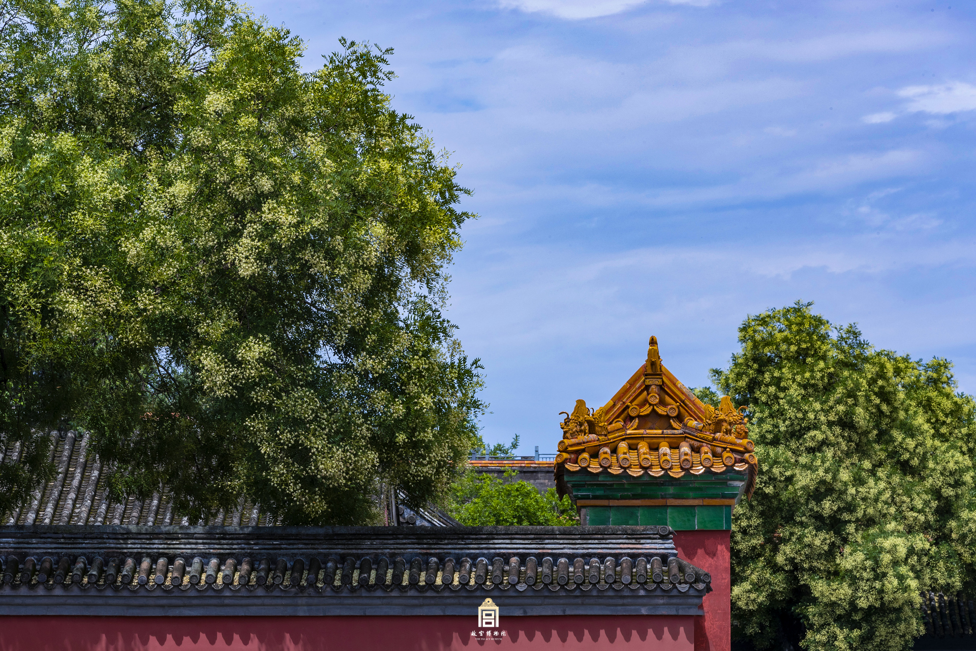 2022年8月2日微博-槐花