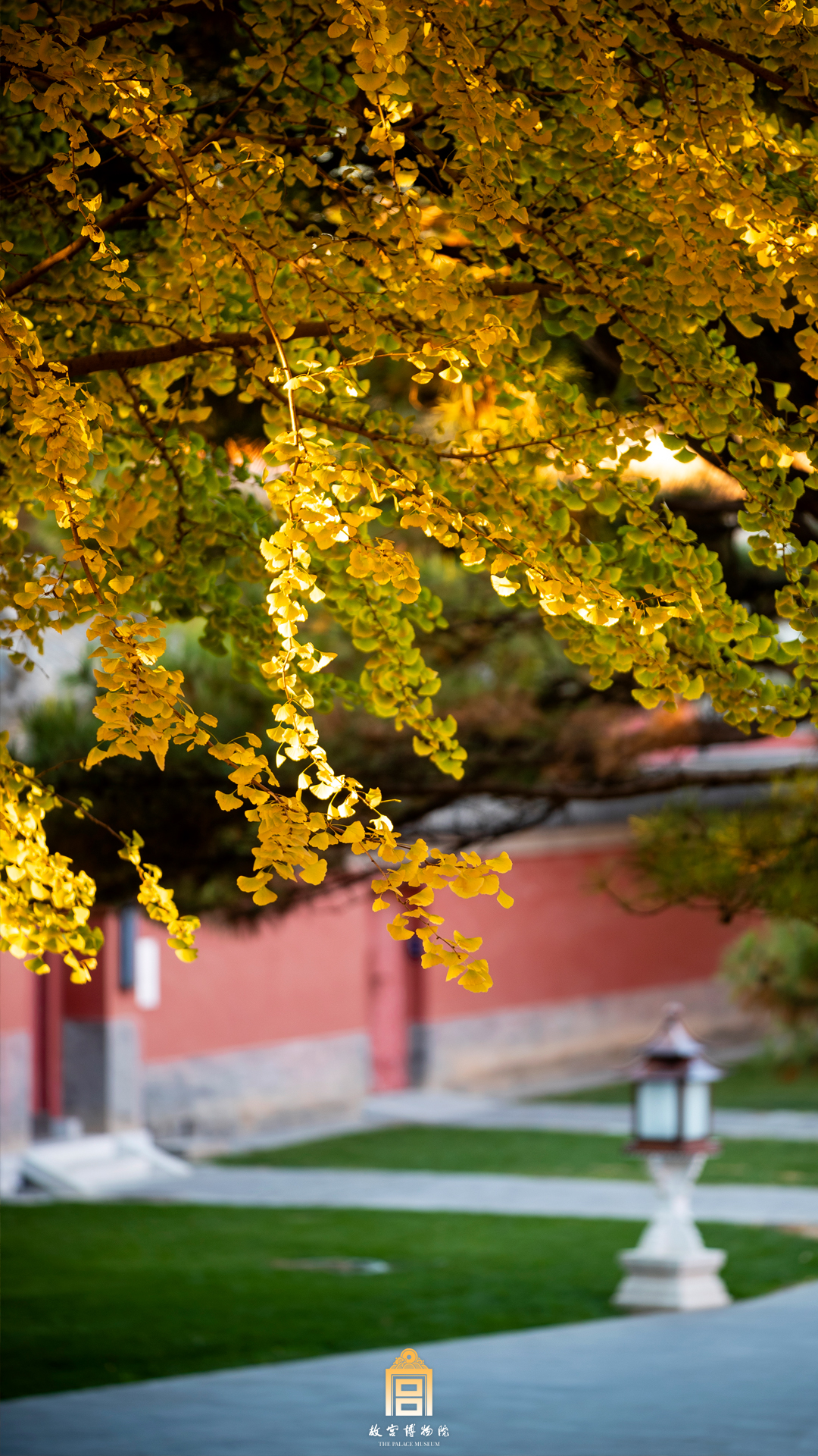 2022年11月10日微博-银杏秋景