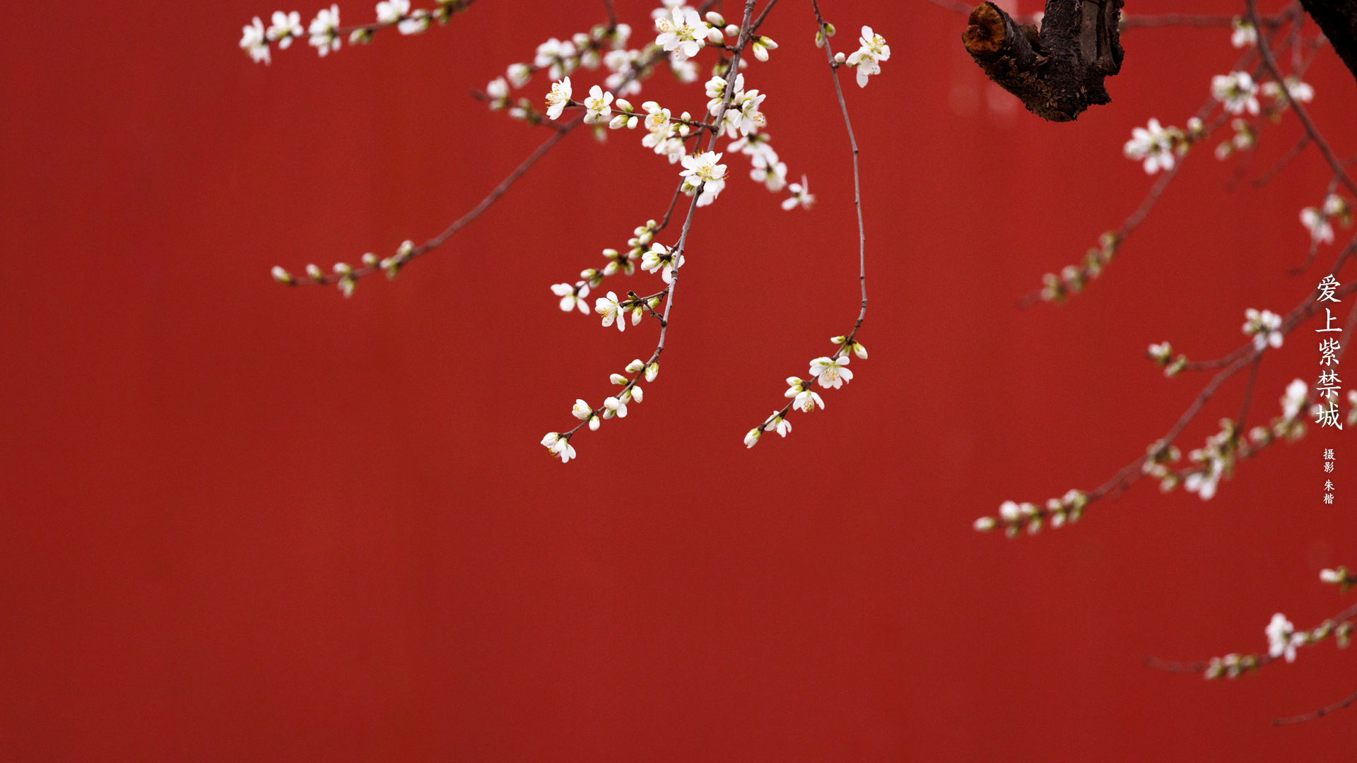 爱上紫禁城-白山桃