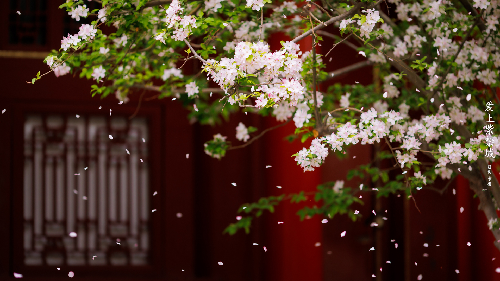 爱上紫禁城-海棠花