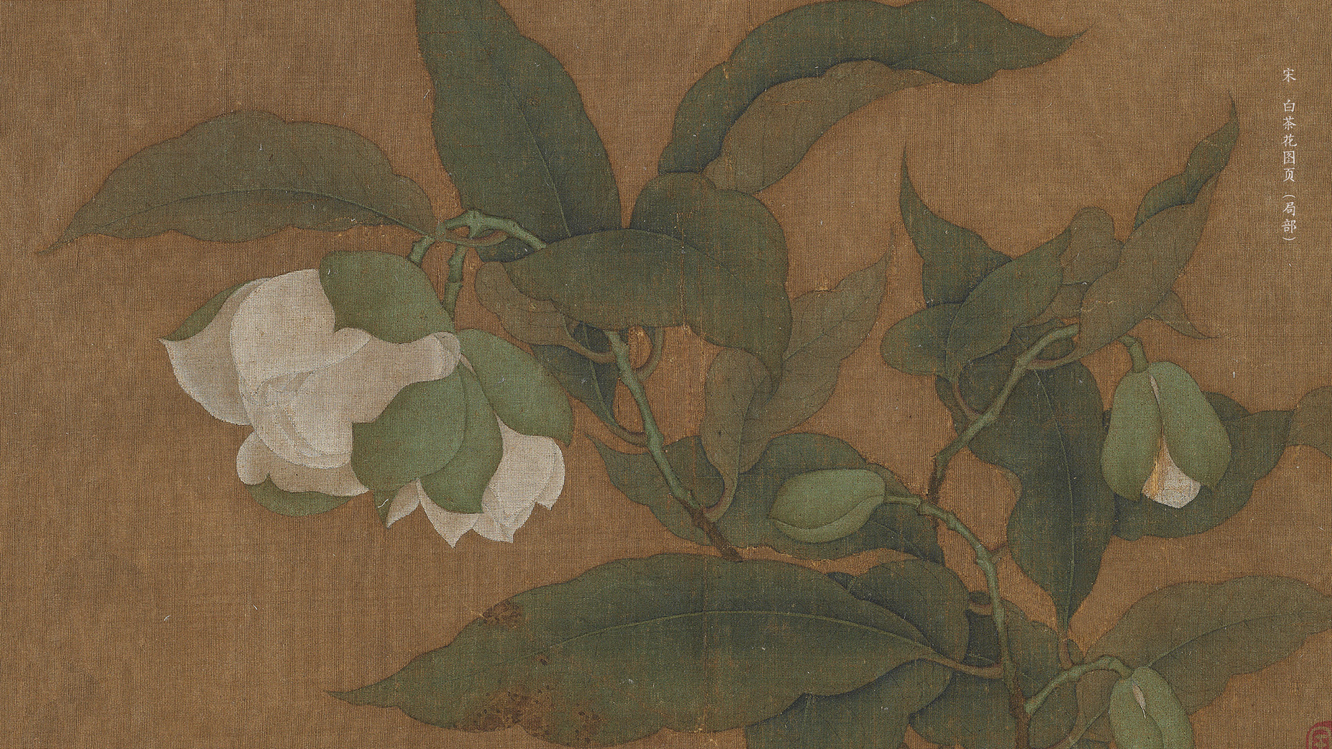 宋  白茶花图页