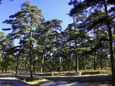清西陵古松林