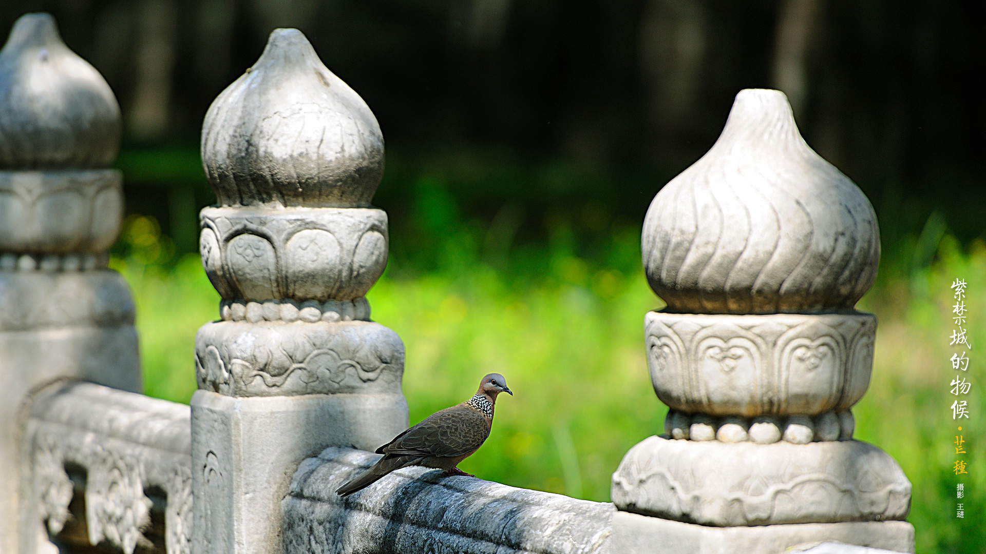 紫禁城的物候 芒种