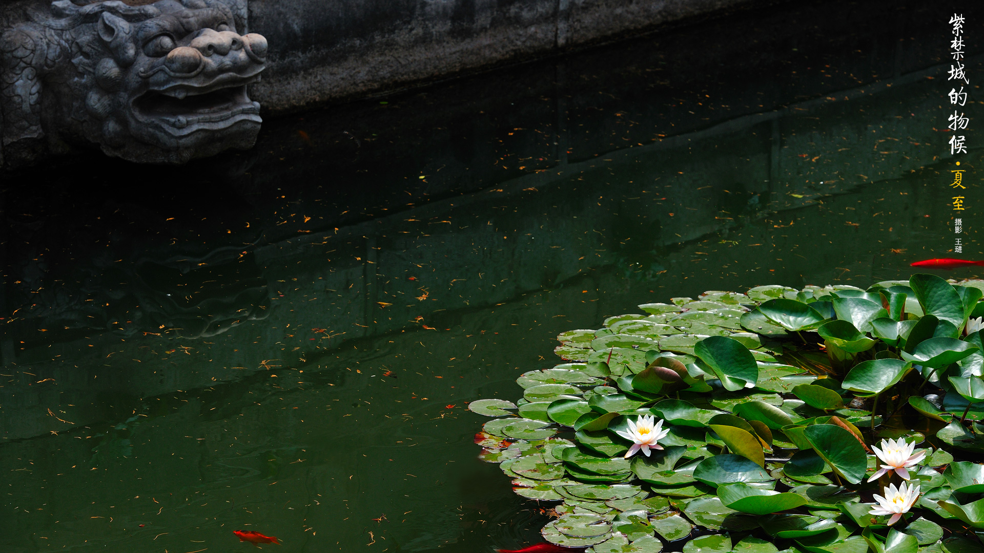 紫禁城的物候 夏至