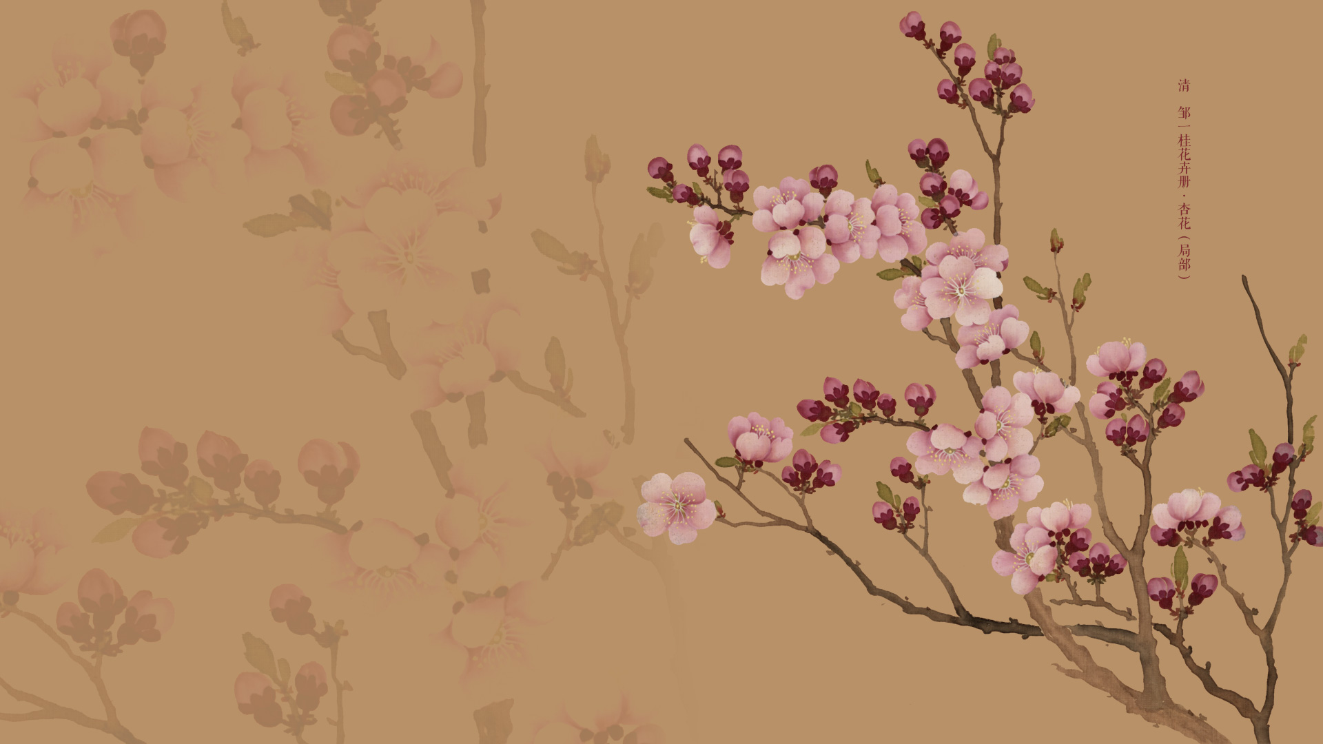 清 邹一桂花卉册·杏花